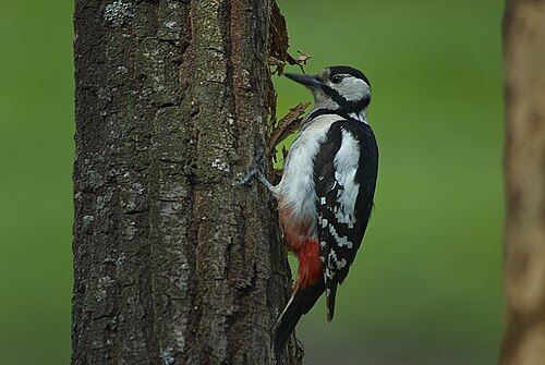 Pic épeiche (Dendrocopos major)