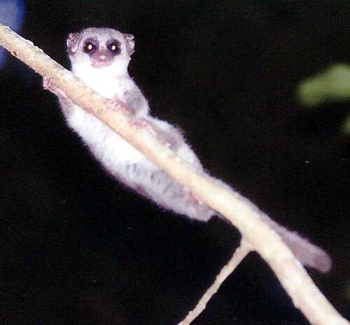Cheirogale moyen (Cheirogaleus medius)