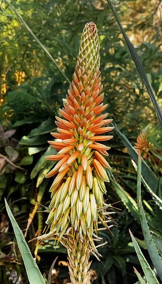 Aloe bulbillifera