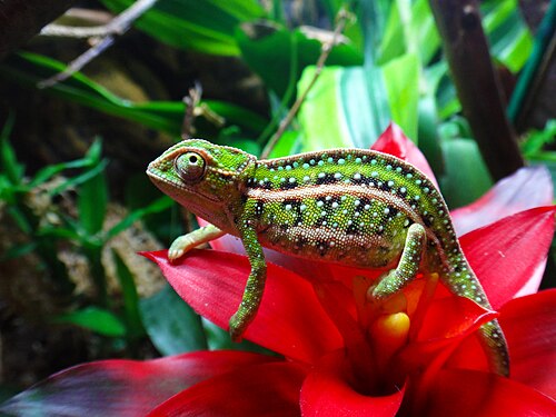 Furcifer campani