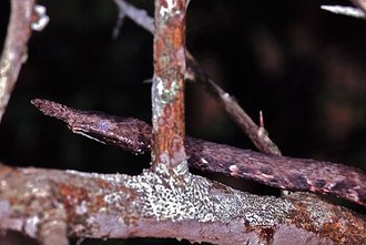 Langaha alluaudi