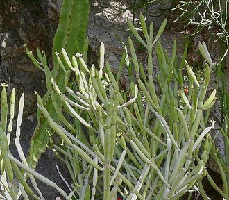 Euphorbia alluaudii