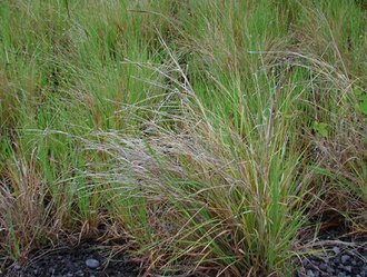 Heteropogon contortus