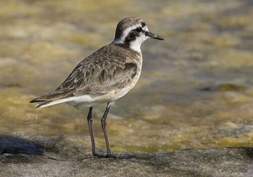 Pluvier pâtre (Charadrius pecuarius)