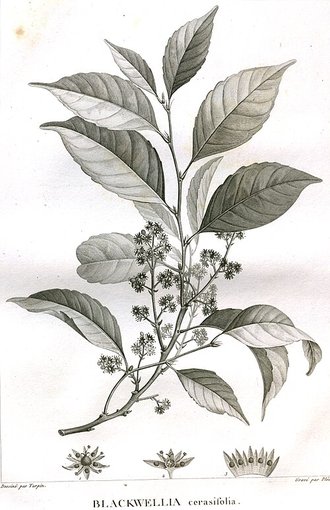 Calantica cerasifolia