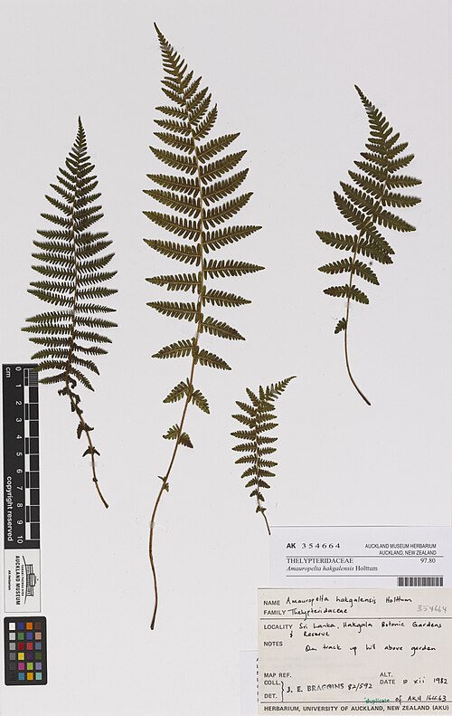 Amauropelta bergiana