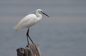 Aigrette garzette (Egretta garzetta)