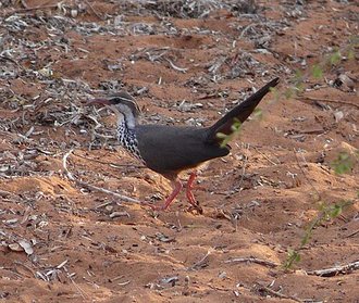 Mésite monias (Monias benschi)