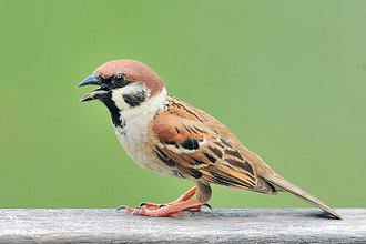 Moineau friquet (Passer montanus)