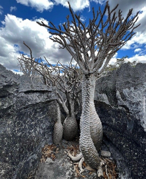 Pachypodium ambongense