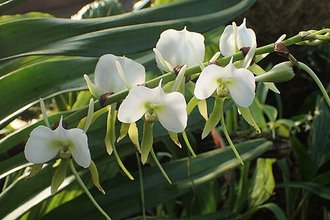 Angraecum eburneum