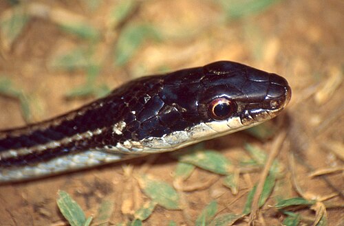 Dromicodryas quadrilineatus