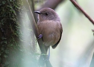 Newtonie sombre (Newtonia amphichroa)
