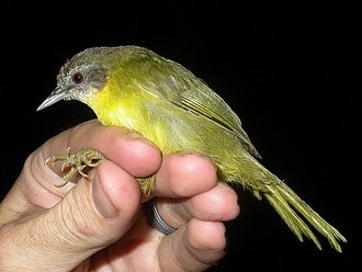Jery à queue étagée (Hartertula flavoviridis)