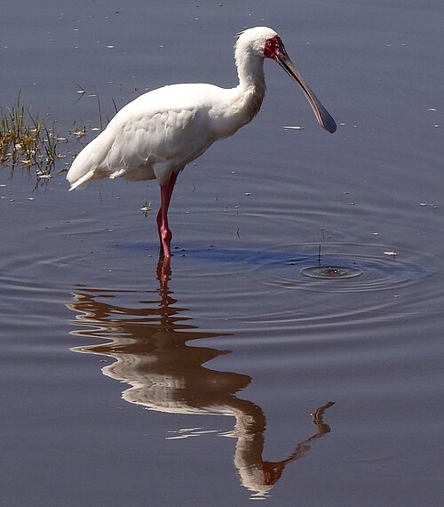 Spatule d'Afrique (Platalea alba)