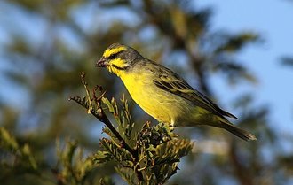 Serin du Mozambique (Crithagra mozambica)
