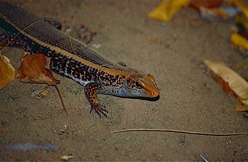 Zonosaurus laticaudatus