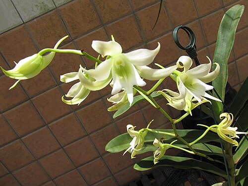 Sobennikoffia humbertiana