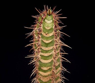 Euphorbia neohumbertii