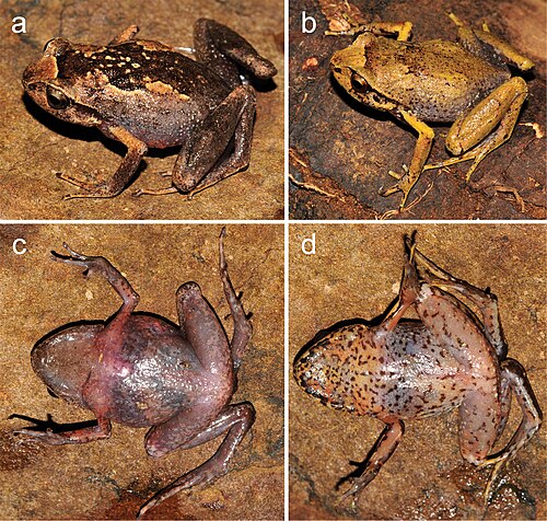 Rhombophryne longicrus