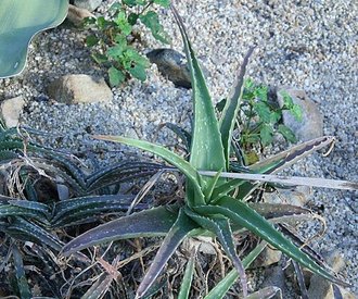 Aloe massawana