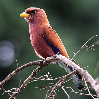 Rolle violet (Eurystomus glaucurus)