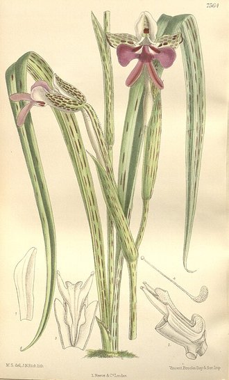 Cynorkis uniflora