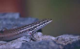 Trachylepis nancycoutuae