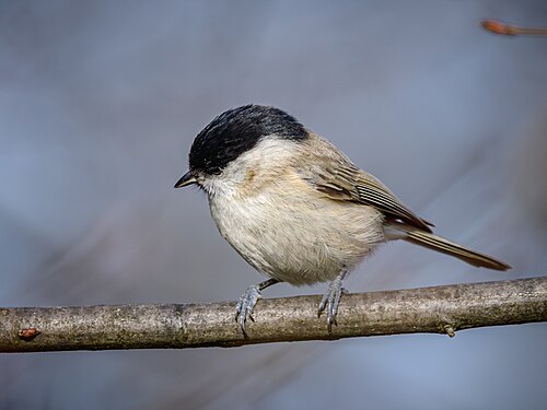 Mésange nonnette (Poecile palustris)