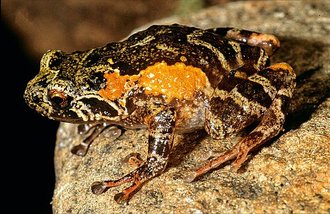 Anodonthyla emilei