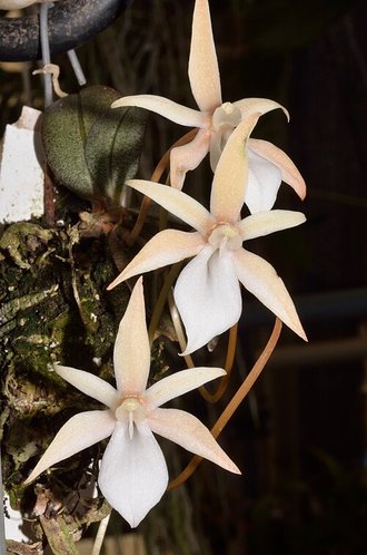 Aerangis punctata