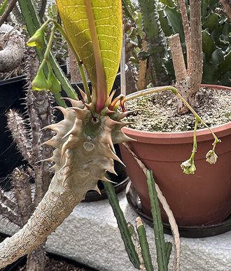 Euphorbia paulianii