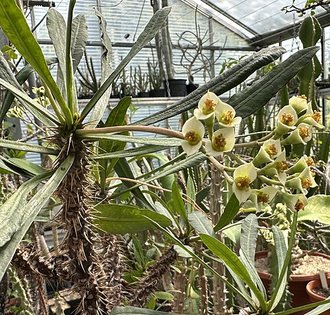 Euphorbia annamarieae