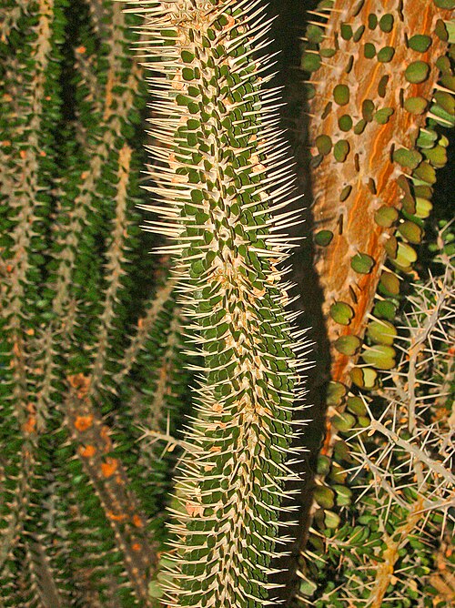 Alluaudia montagnacii