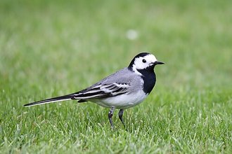 Bergeronnette grise (Motacilla alba)