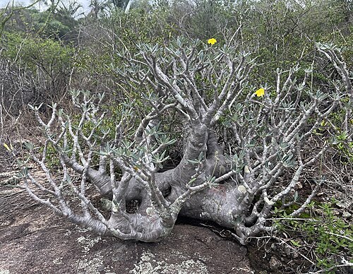 Pachypodium stenanthum