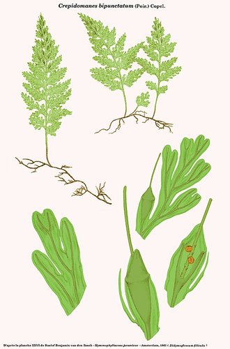 Crepidomanes bipunctatum