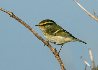 Pouillot de Pallas (Phylloscopus proregulus)