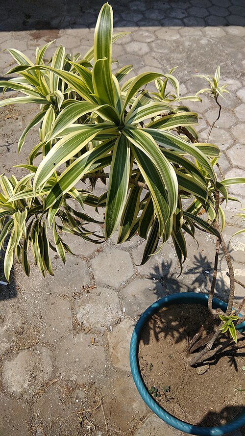 Bois de chandelle (Dracaena reflexa)