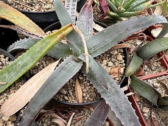 Aloe roeoeslii