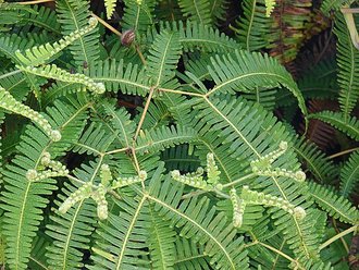 Dicranopteris linearis