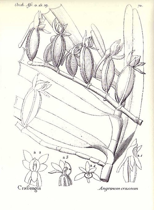 Angraecum crassum
