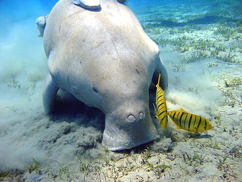 Dugong (Dugong dugon)