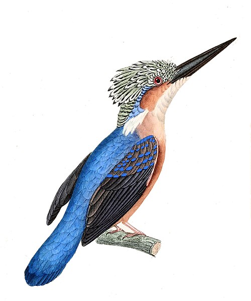 Martin-pêcheur vintsi (Corythornis vintsioides)