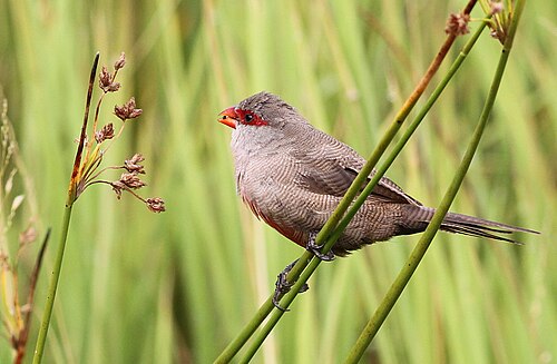 Astrild ondulé (Estrilda astrild)