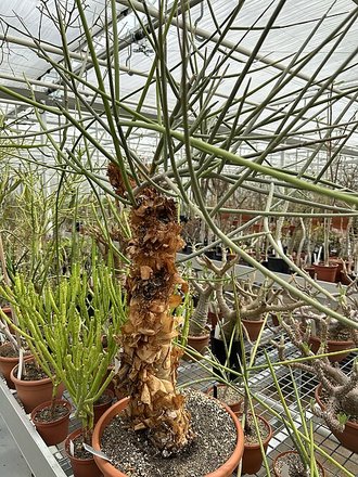 Euphorbia plagiantha