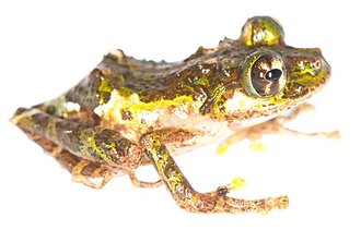 Spinomantis tavaratra