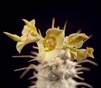 Euphorbia parvicyathophora