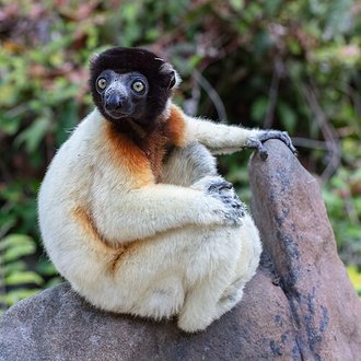 Propithecus coronatus