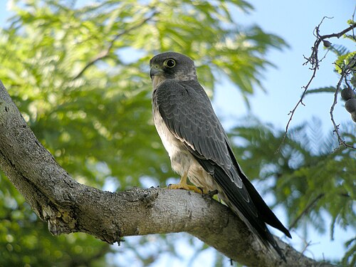 Faucon concolore (Falco concolor)